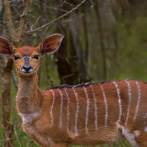 Großer Kudu Kruger National Park